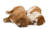 Two Basset Hounds lying and sleeping with their ears hiding thei