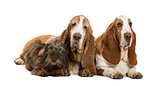 Two Basset Hounds and a Dachshund lying, isolated on white