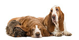 Two Basset Hounds and a Dachshund lying, isolated on white, isol