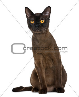 Bombay cat sitting and looking up, isolated on white