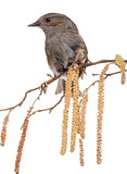 Gobemouche perched on a branch - Muscicapa striata, isolated on