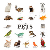 poster of pets in English