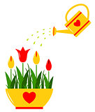 tulips and watering can