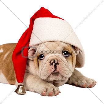 Santa Puppy