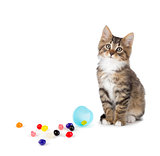 Cute tabby kitten sitting next to spilled jelly beans on a white