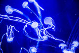 Beautiful jellyfish moving slowly in aquarium in Dubai