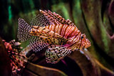 Close up view of a venomous Red lionfish