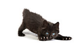 Frightened black kitten standing on a white background