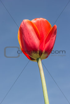 Single red tulip against a blue sky