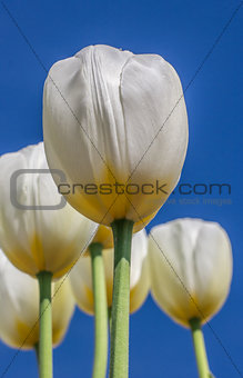 White tulips against a blue sky
