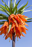  Orange crown imperial against blue sky