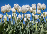 Group of white tulips against a blue sky