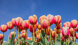 Pink and yellow tulips against a blue sky