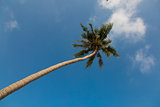 Coconut palm tree on clear blue sky background 