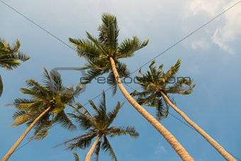 Tropical coconut palm trees on clear blue sky background 