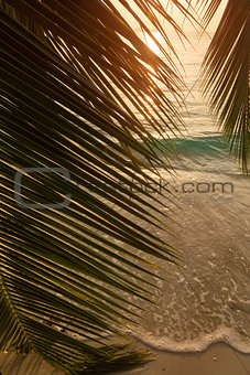 Beautiful view of a tropical beach with palm leaf on sunset 