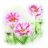 Painted watercolor card with cosmos flowers