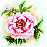 Painted watercolor card with peony flower