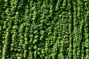 a texture of green climber with leaves,  during Spring