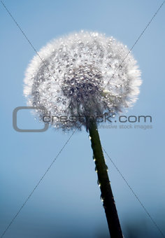 Dandelion with water drops
