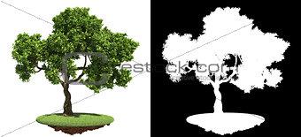 Green Tree Isolated on White Background.