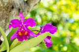 Dendrobium orchid 