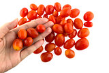 Cherry tomatoes in hand