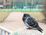 one pigeon sits on a column