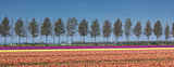 Panorama of tulips field along a treeline