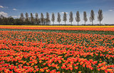 Field of orange and yellow tulips
