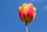 Single yellow and red tulip against a blue sky