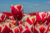 Field of red white tulips