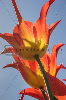 Orange and yellow lily flowered tulip