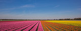 Panorama of a field of tulips in pink, orange and yellow