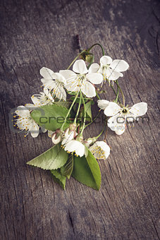 cherry blossom flower on old wood table