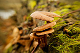 The autumn fungus