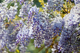 wisteria plant during spring