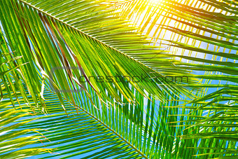 Fresh palm leaves background