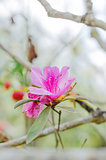 Azalea   flower