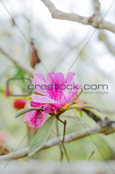 Azalea   flower