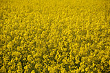 Bright yellow oilseed rape flowers