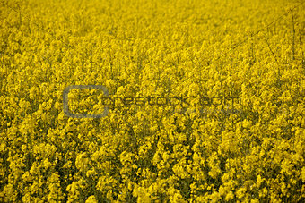 Bright yellow oilseed rape flowers
