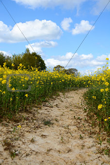 Path leads through a field of yellow oilseed rape