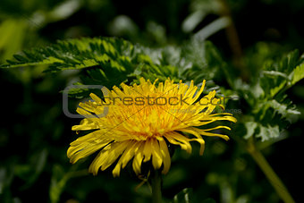 Closeup of dandelion flower