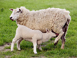 Young lamb suckles from its mother