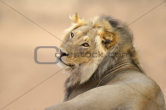 African lion portrait