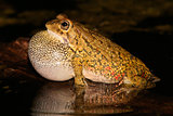 Olive toad calling