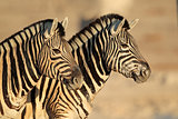 Plains Zebras portrait