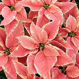 Pink Poinsettia Flowers