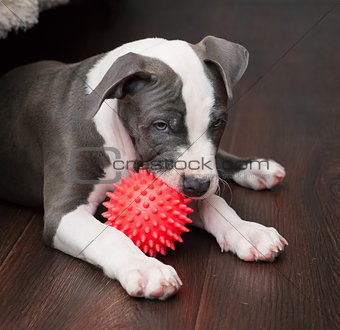 White and Grey Pitbull laying down with toy